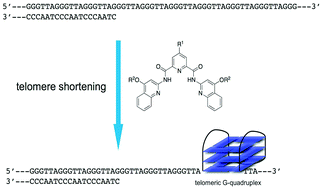 Graphical abstract: Pyridostatin analogues promote telomere dysfunction and long-term growth inhibition in human cancer cells
