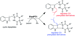 Graphical abstract: Breaking the regioselectivity of indole prenyltransferases: identification of regular C3-prenylated hexahydropyrrolo[2,3-b]indoles as side products of the regular C2-prenyltransferase FtmPT1