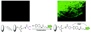 Graphical abstract: New method for effectively and quantitatively labeling cysteine residues on chicken eggshell membrane