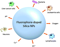 Graphical abstract: Intracellular sensing and cell diagnostics using fluorescent silica nanoparticles