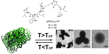 Graphical abstract: Thermoresponsive cyclic peptide – poly(2-ethyl-2-oxazoline) conjugate nanotubes