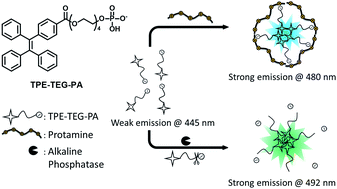 Graphical abstract: A dual-mode fluorescence “turn-on” biosensor based on an aggregation-induced emission luminogen