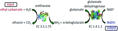 Graphical abstract: Spectrophotometric determination of ethyl carbamate through bi-enzymatic cascade reactions