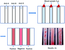 Graphical abstract: A low-cost forward and reverse blood typing device—a blood sample is all you need to perform an assay