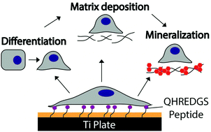 Graphical abstract: Angiopoietin-1 peptide QHREDGS promotes osteoblast differentiation, bone matrix deposition and mineralization on biomedical materials