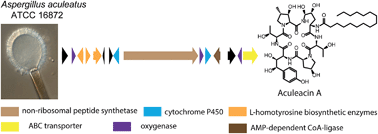 Graphical abstract: New insights into the echinocandins and other fungal non-ribosomal peptides and peptaibiotics