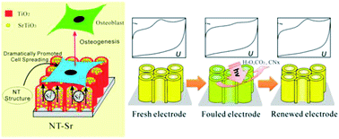 Graphical abstract: Fabrication, modification, and biomedical applications of anodized TiO2 nanotube arrays