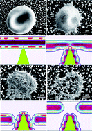 Graphical abstract: Nanotopography as a trigger for the microscale, autogenous and passive lysis of erythrocytes