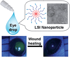 Graphical abstract: Lacritin-mediated regeneration of the corneal epithelia by protein polymer nanoparticles