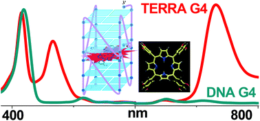 Graphical abstract: Specific G-quadruplex structure recognition of human telomeric RNA over DNA by a fluorescently activated hyperporphyrin