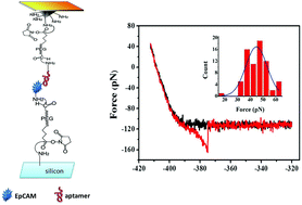 Graphical abstract: Single molecular recognition force spectroscopy study of a DNA aptamer with the target epithelial cell adhesion molecule