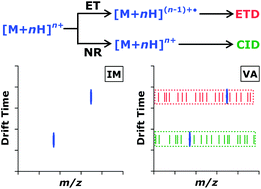 Graphical abstract: Obtaining complementary polypeptide sequence information from a single precursor ion packet via sequential ion mobility-resolved electron transfer and vibrational activation