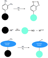 Graphical abstract: Fluorescent probes for real-time measurement of nitric oxide in living cells