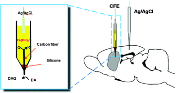 Graphical abstract: Ferricyanide-backfilled cylindrical carbon fiber microelectrodes for in vivo analysis with high stability and low polarized potential