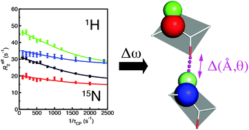 Graphical abstract: Multi-probe relaxation dispersion measurements increase sensitivity to protein dynamics