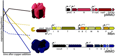 Graphical abstract: Copper-responsive gene expression in the methanotroph Methylosinus trichosporium OB3b