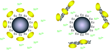 Graphical abstract: Quantitative and discriminative analysis of nucleic acid samples using luminometric nonspecific nanoparticle methods