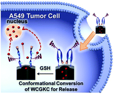 Graphical abstract: A mesoporous nanocontainer gated by a stimuli-responsive peptide for selective triggering of intracellular drug release