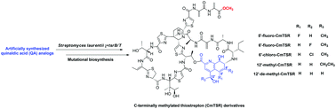 Graphical abstract: Concurrent modifications of the C-terminus and side ring of thiostrepton and their synergistic effects with respect to improving antibacterial activities