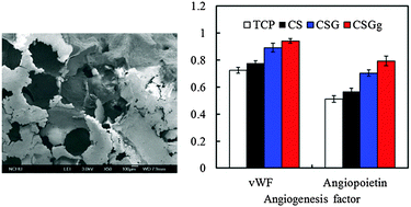 Graphical abstract: In vitro degradation and angiogenesis of the porous calcium silicate–gelatin composite scaffold