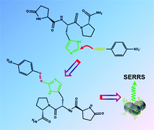 Graphical abstract: Ultrasensitive detection of thyrotropin-releasing hormone based on azo coupling and surface-enhanced resonance Raman spectroscopy