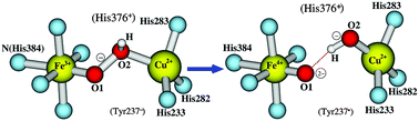 Graphical abstract: A broken-symmetry density functional study of structures, energies, and protonation states along the catalytic O–O bond cleavage pathway in ba3 cytochrome c oxidase from Thermus thermophilus