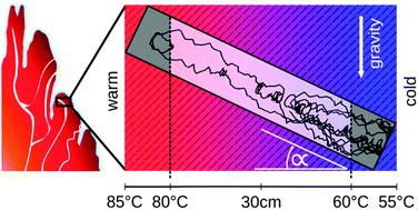 Graphical abstract: Probing of molecular replication and accumulation in shallow heat gradients through numerical simulations