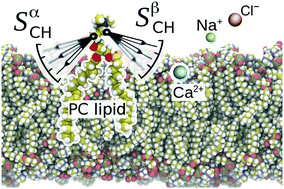 Graphical abstract: Molecular electrometer and binding of cations to phospholipid bilayers