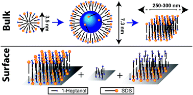 Graphical abstract: Swollen micelles and alcohol–surfactant co-adsorption: structures and mechanisms from liquid- and solid-state 1H–1H NMR spectroscopy