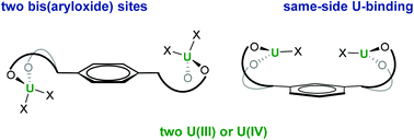 Graphical abstract: Dinuclear uranium complexation and manipulation using robust tetraaryloxides