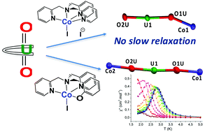 Graphical abstract: Synthesis and SMM behaviour of trinuclear versus dinuclear 3d–5f uranyl(v)–cobalt(ii) cation–cation complexes