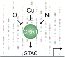 Graphical abstract: Ni induces the CRR1-dependent regulon revealing overlap and distinction between hypoxia and Cu deficiency responses in Chlamydomonas reinhardtii