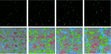 Graphical abstract: A nanobiosensor for dynamic single cell analysis during microvascular self-organization