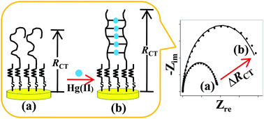 Graphical abstract: Interactions of Hg(ii) with oligonucleotides having thymine–thymine mispairs. Optimization of an impedimetric Hg(ii) sensor