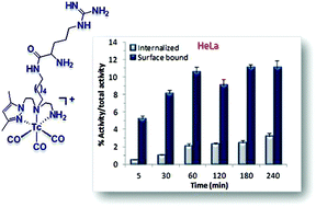 Graphical abstract: Technetium-99m complexes of l-arginine derivatives for targeting amino acid transporters