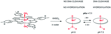 Graphical abstract: The pKa value of the proximal water molecule trans to a high-valent MnV [[double bond, length as m-dash]] O porphyrin: towards the control of reactivity by pH