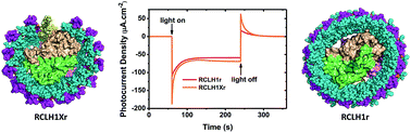 Graphical abstract: Engineered photoproteins that give rise to photosynthetically-incompetent bacteria are effective as photovoltaic materials for biohybrid photoelectrochemical cells