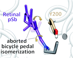 Graphical abstract: A QM/MM study of the initial excited state dynamics of green-absorbing proteorhodopsin