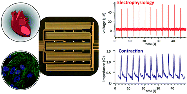 Graphical abstract: Simultaneous electrical recording of cardiac electrophysiology and contraction on chip