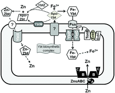 Graphical abstract: Zinc transporters YbtX and ZnuABC are required for the virulence of Yersinia pestis in bubonic and pneumonic plague in mice