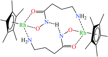 Graphical abstract: Half-sandwich type rhodium(iii)–aminohydroxamate complexes: the role of the position of the amino group in metal ion binding