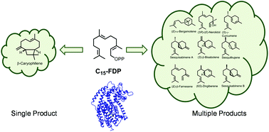 Graphical abstract: Enhanced structural diversity in terpenoid biosynthesis: enzymes, substrates and cofactors