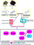 Graphical abstract: Combination of icariin and oleanolic acid attenuates in vivo and in vitro glucocorticoid resistance through protecting dexamethasone-induced glucocorticoid receptor impairment