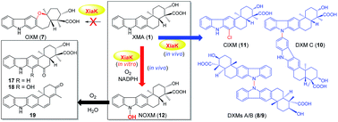 Graphical abstract: Characterization of the flavoenzyme XiaK as an N-hydroxylase and implications in indolosesquiterpene diversification