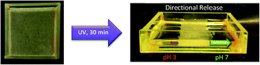 Graphical abstract: Spatially-resolved soft materials for controlled release – hybrid hydrogels combining a robust photo-activated polymer gel with an interactive supramolecular gel