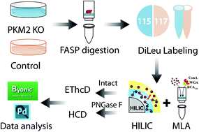 Graphical abstract: Site-specific characterization and quantitation of N-glycopeptides in PKM2 knockout breast cancer cells using DiLeu isobaric tags enabled by electron-transfer/higher-energy collision dissociation (EThcD)