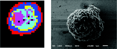 Graphical abstract: SEM–Raman image cytometry of cells