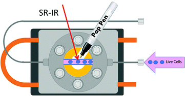 Graphical abstract: Live single cell analysis using synchrotron FTIR microspectroscopy: development of a simple dynamic flow system for prolonged sample viability