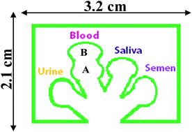 Graphical abstract: Development of a microfluidic device (μPADs) for forensic serological analysis