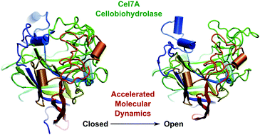 Graphical abstract: Concerted motions and large-scale structural fluctuations of Trichoderma reesei Cel7A cellobiohydrolase